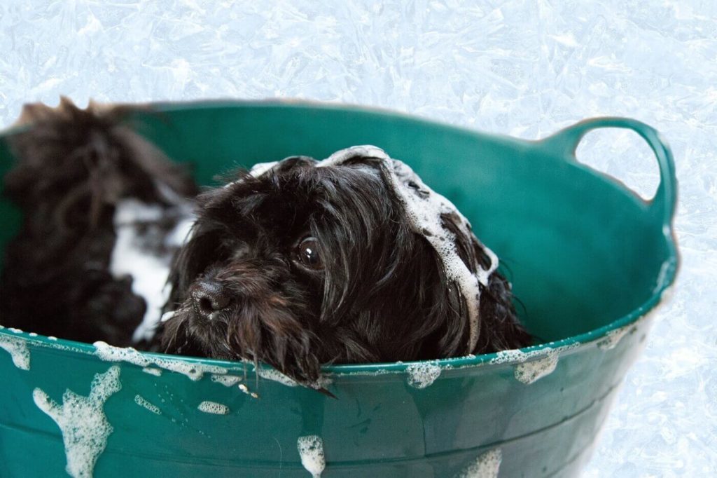 Shampoo for Dogs
