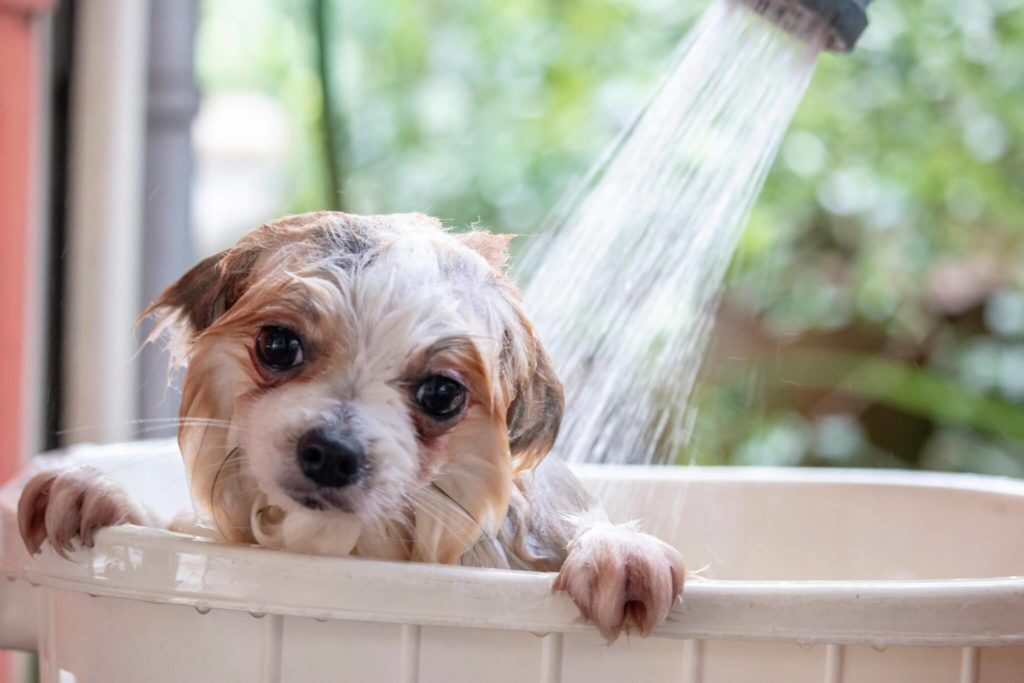 Shampoo for Dogs