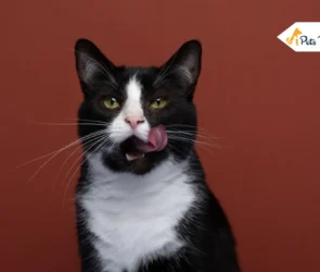 Tuxedo Cat Breed Guide