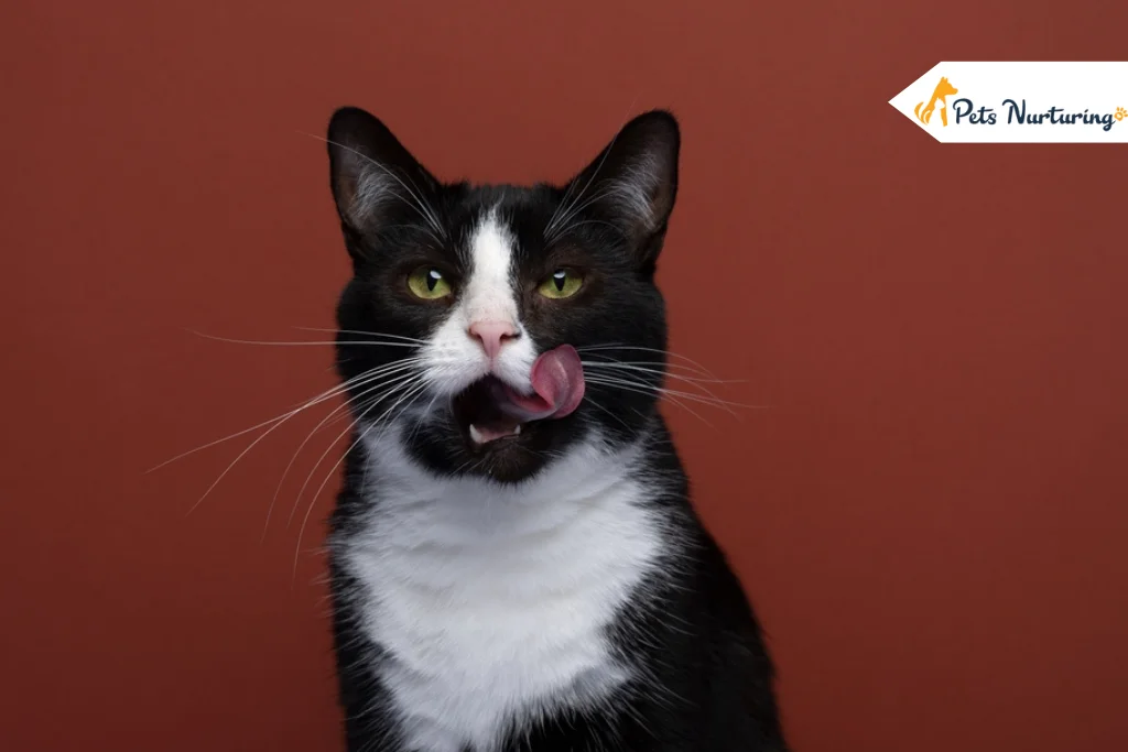 Tuxedo Cat Breed Guide