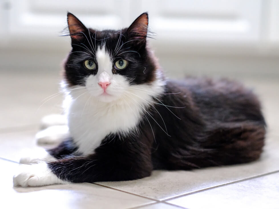 Tuxedo Cats: A Unique Feline Phenomenon - catmags.com