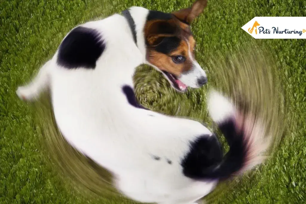 Why Do Dog Circle Before Lying Down