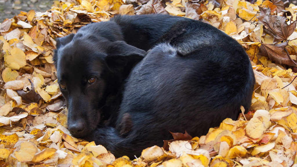 why do dogs circle before lying down