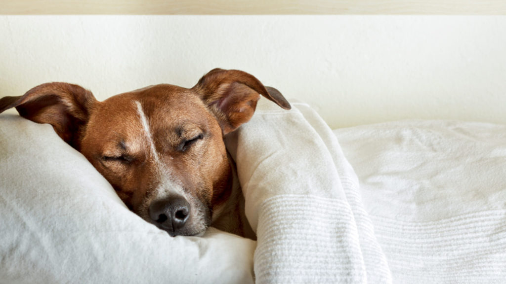 Why do Dogs Sleep so much