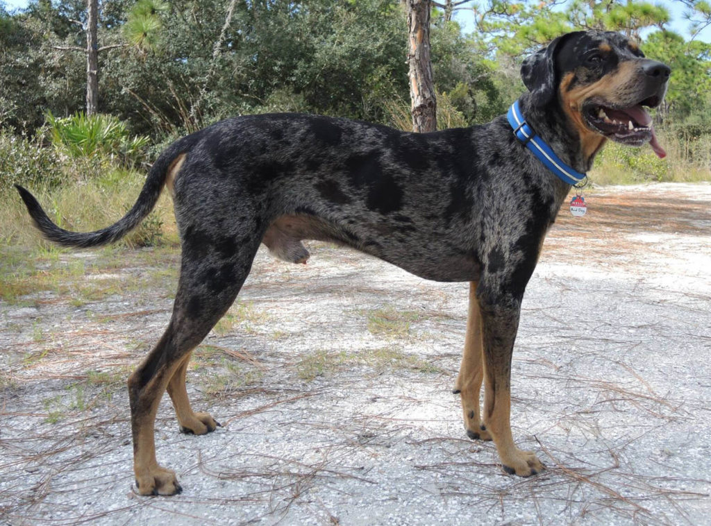 Know Everything About Catahoula Leopard Dog Pets Nurturing