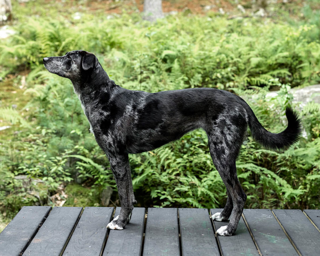 Know Everything About Catahoula Leopard Dog | Pets Nurturing