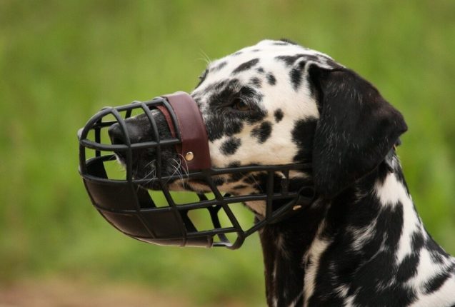 best muzzle for dogs forum