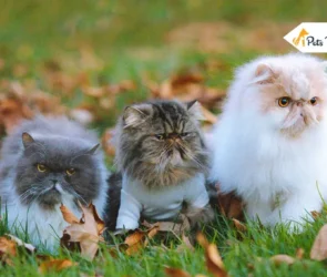 Persian Kitten