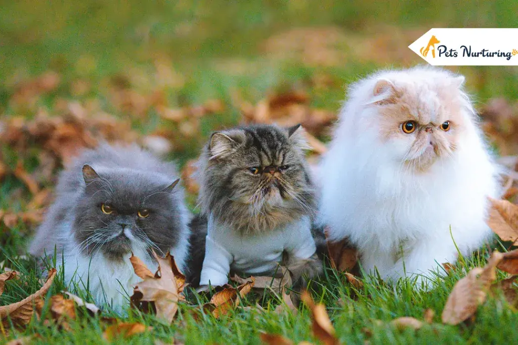 Persian Kitten