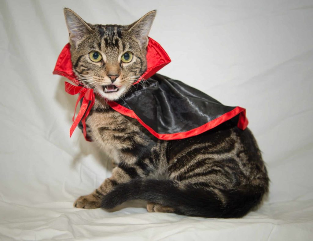 12 Purr-fect Pet Halloween Costumes | Pets Nurturing