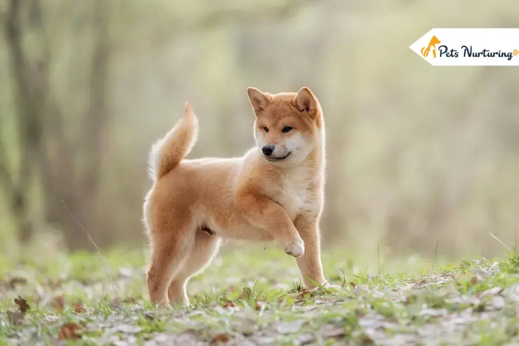 Shiba Inu dogs
