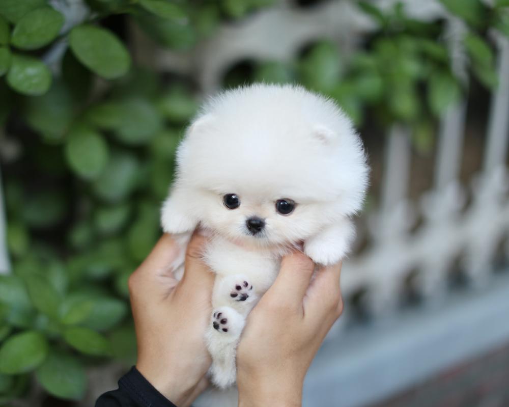 what are teacup puppies