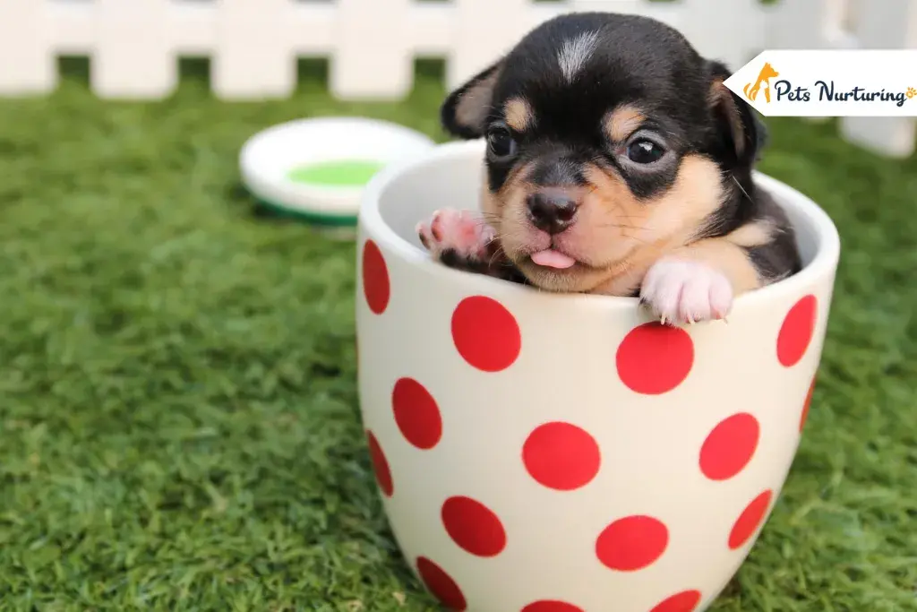 Teacup Dog Healthcares