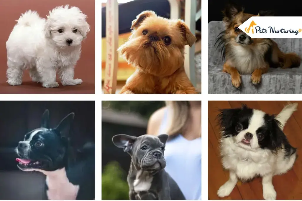 Toy Dog Breed