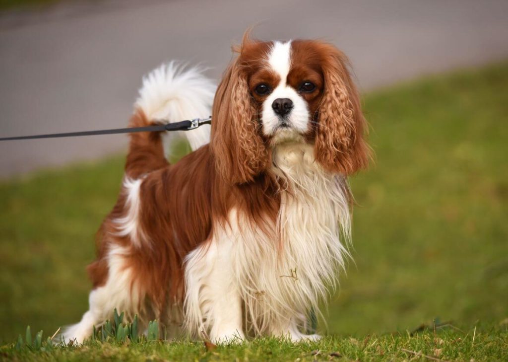 Cavalier King Charles Spaniel: Toy Dog Breeds