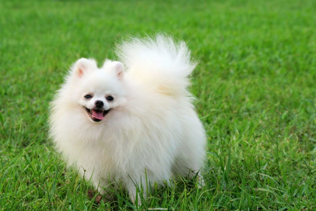 Pomeranian: Toy Dog Breeds