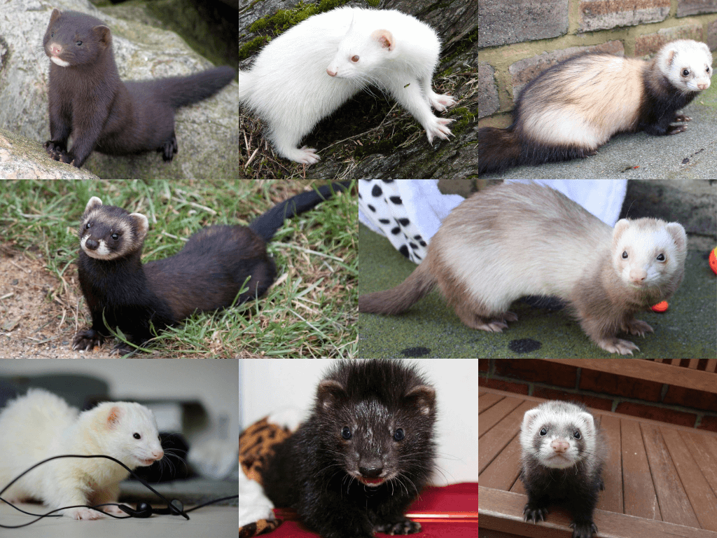 different breeds of ferrets