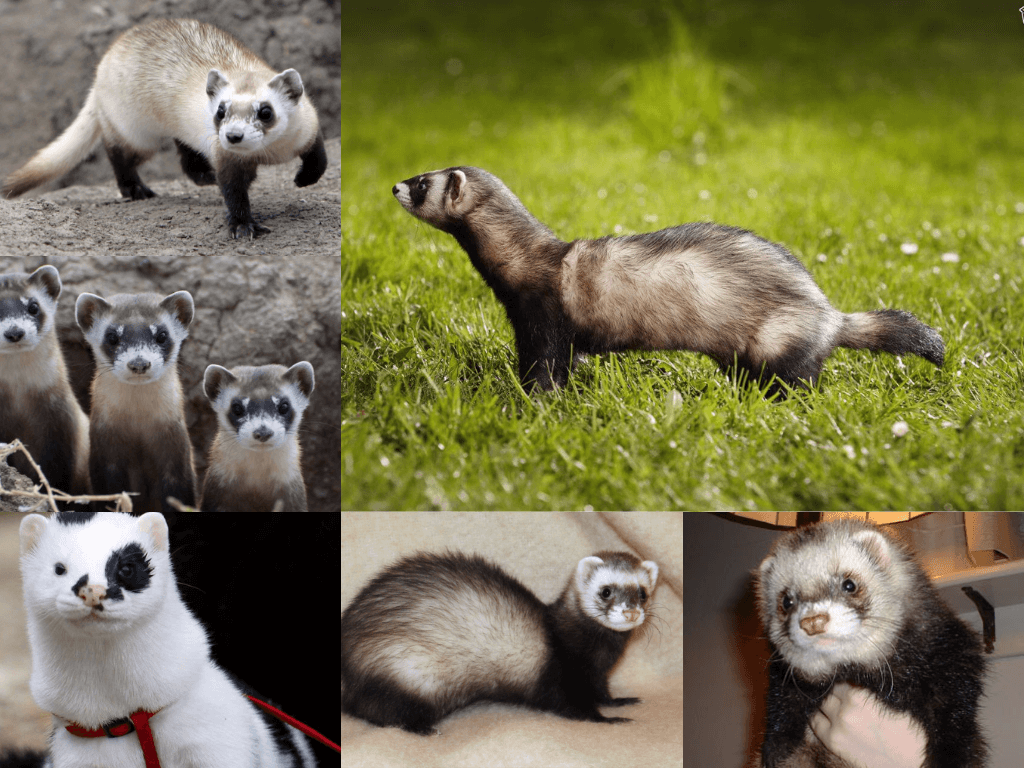 All Ferret Breeds | atelier-yuwa.ciao.jp