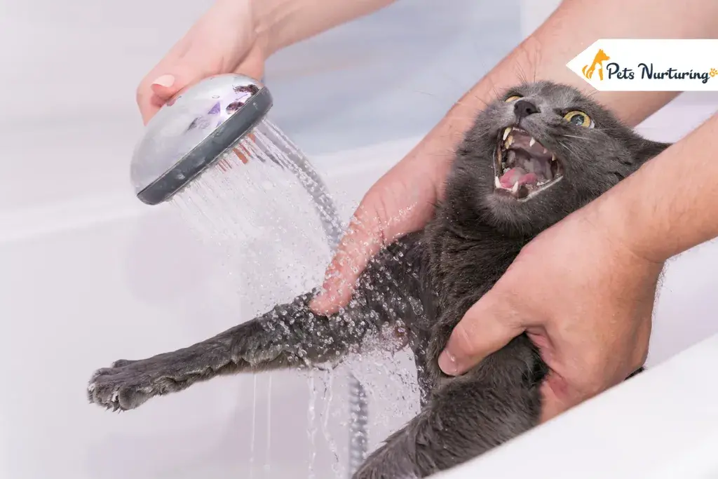 Why Do Cat Hate Water