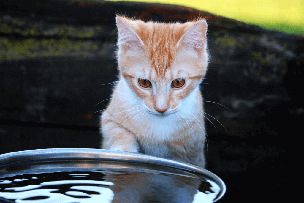 Why do Cats Hate Water