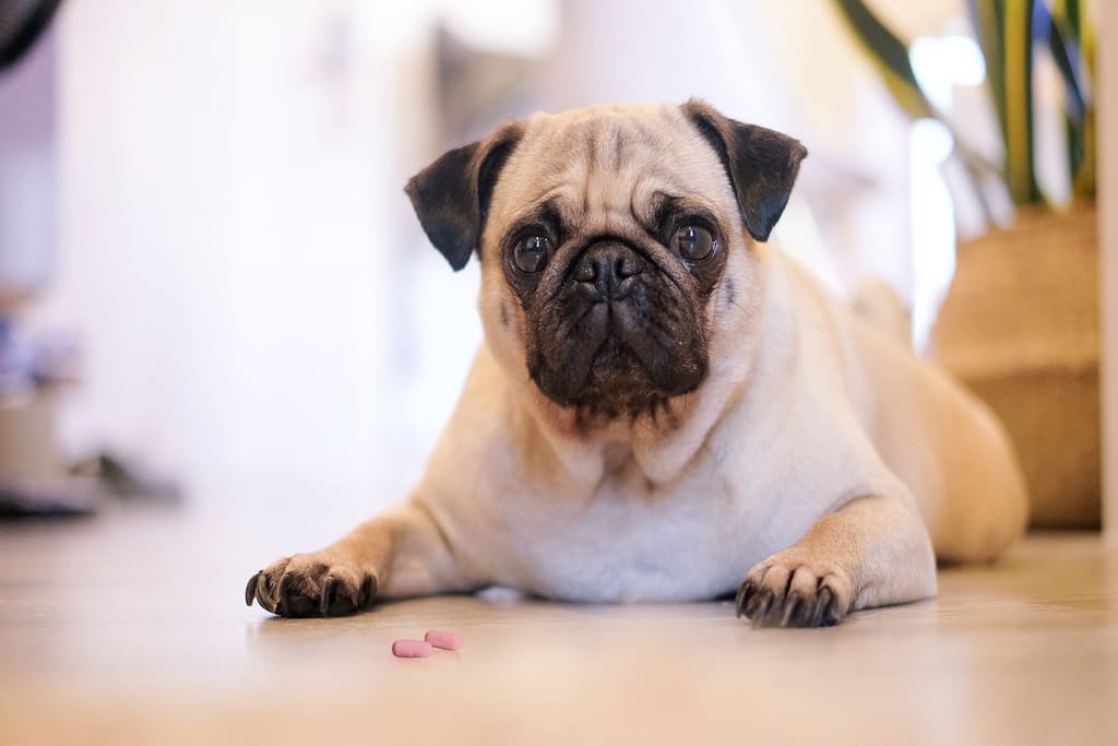 benadryl for dogs