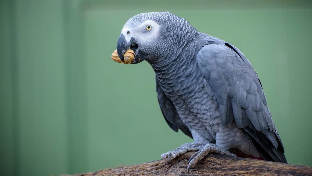 african grey parrot teddy