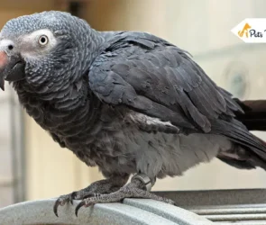 African Grey Parrots
