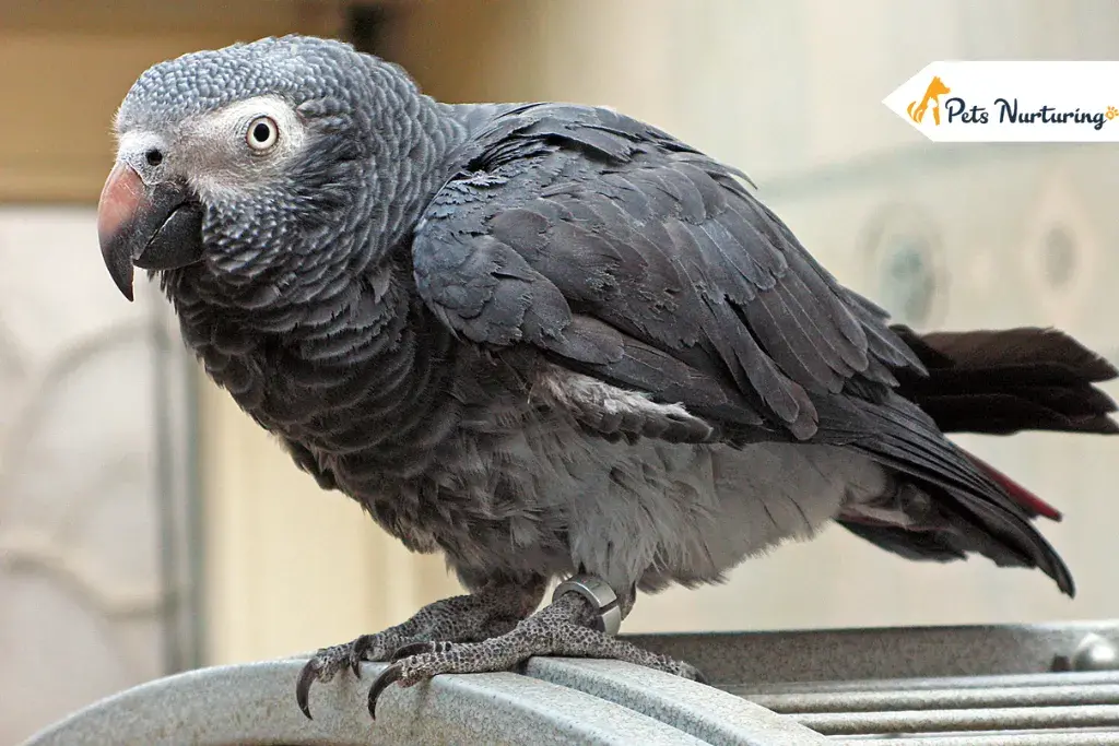 African Grey Parrots