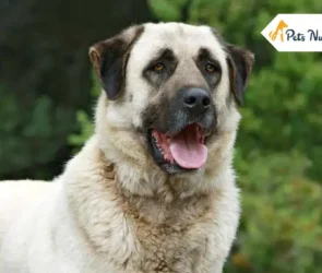 Anatolian Shepherd Dog Breed