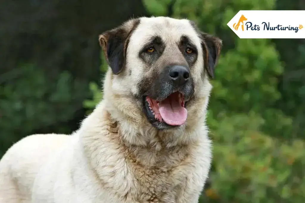 Anatolian Shepherd Dog Breed