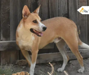Carolina Dogs