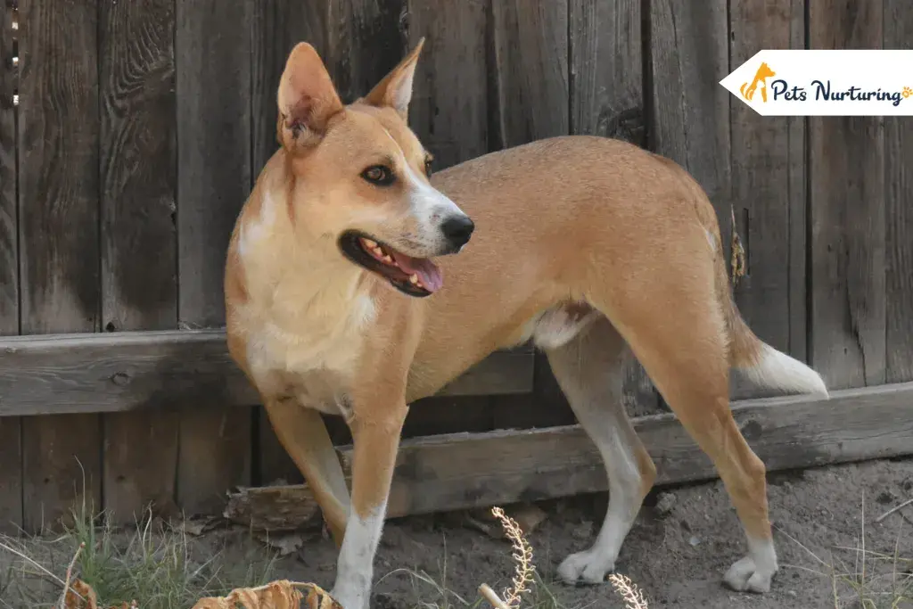 Carolina Dogs