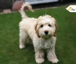 Cockapoo Dogs