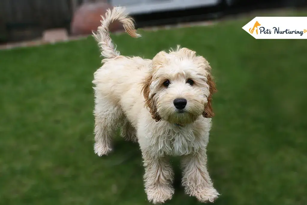 Cockapoo Dogs