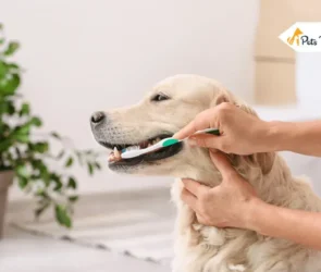 Dental Tips For Dog