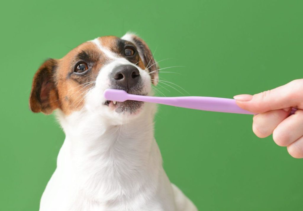 Dental Tips For Dogs