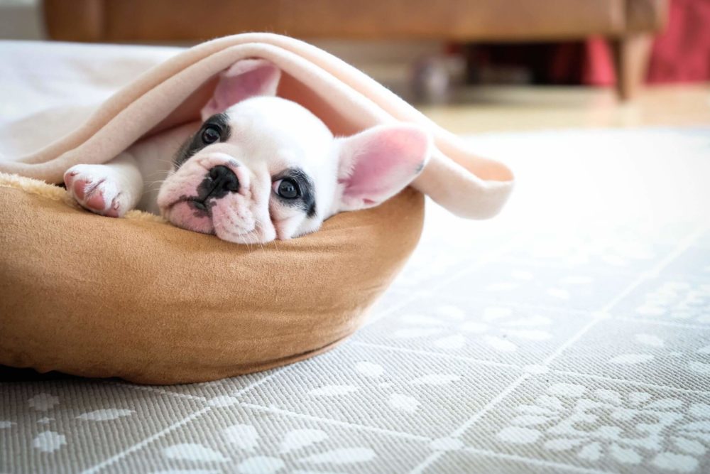 How to Take Care of Dog in Winter