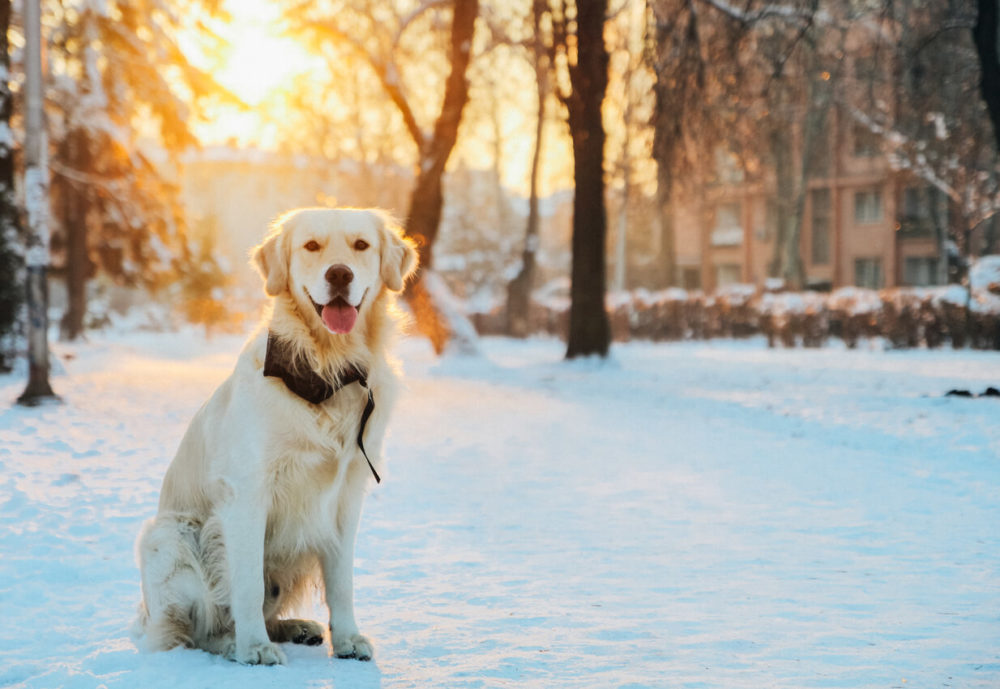 How to Take Care of Dog in Winter