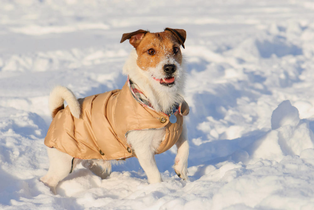 How to Take Care of Dog in Winter