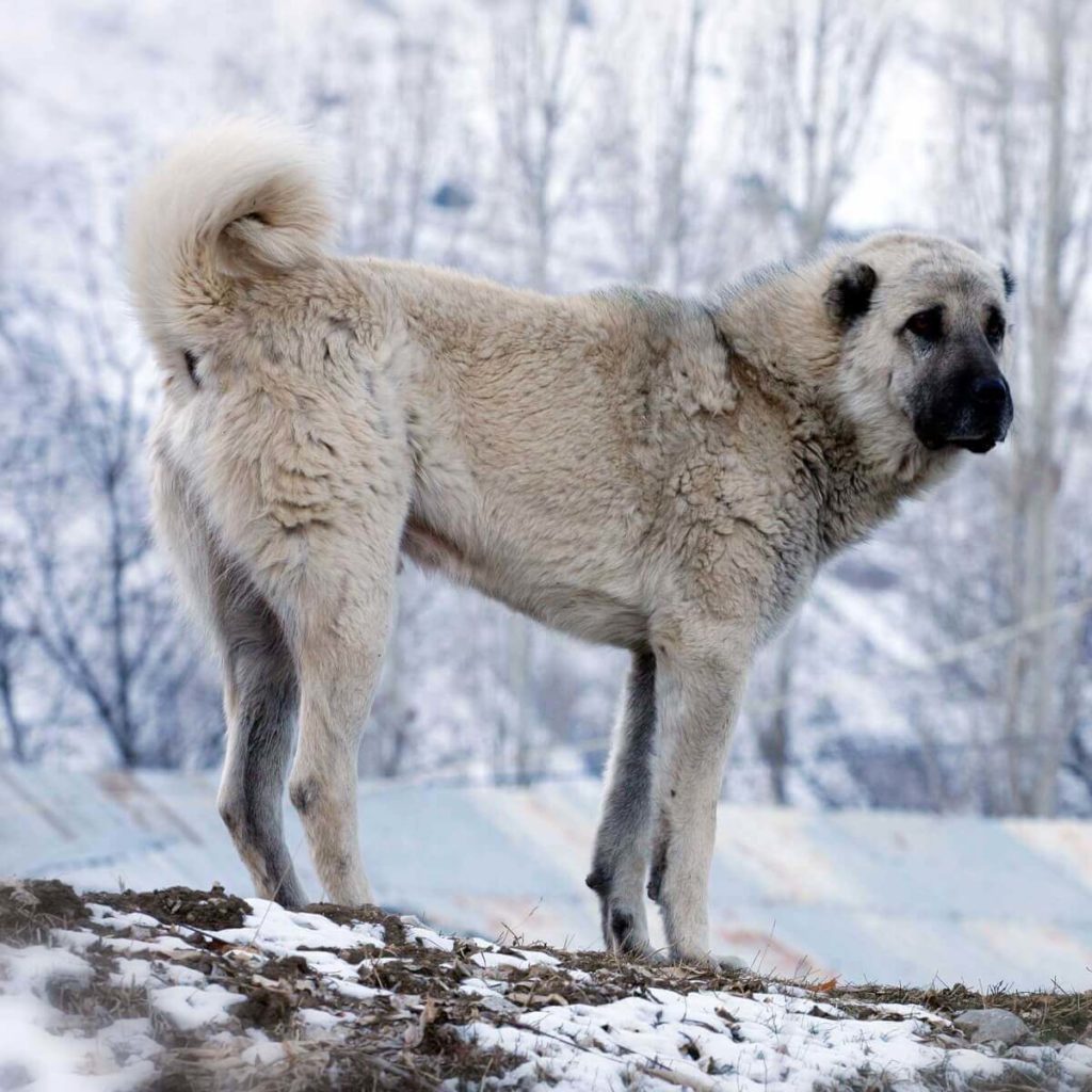 are kangal shepherd dogs calm