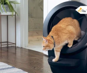 Litter Robot 3 Review