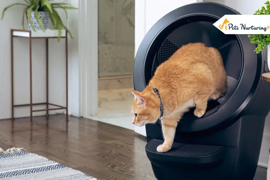 Litter Robot 3 Review