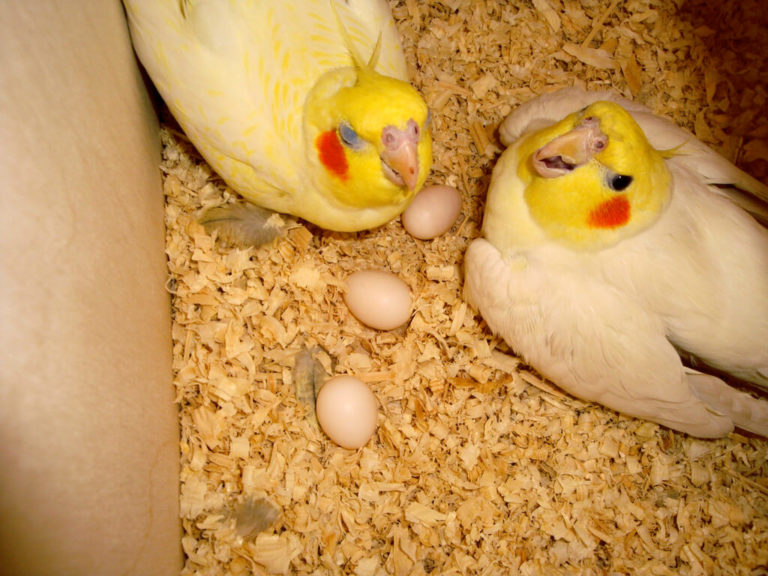 What to Do When Parrot Lays an Egg Complete Guide On It