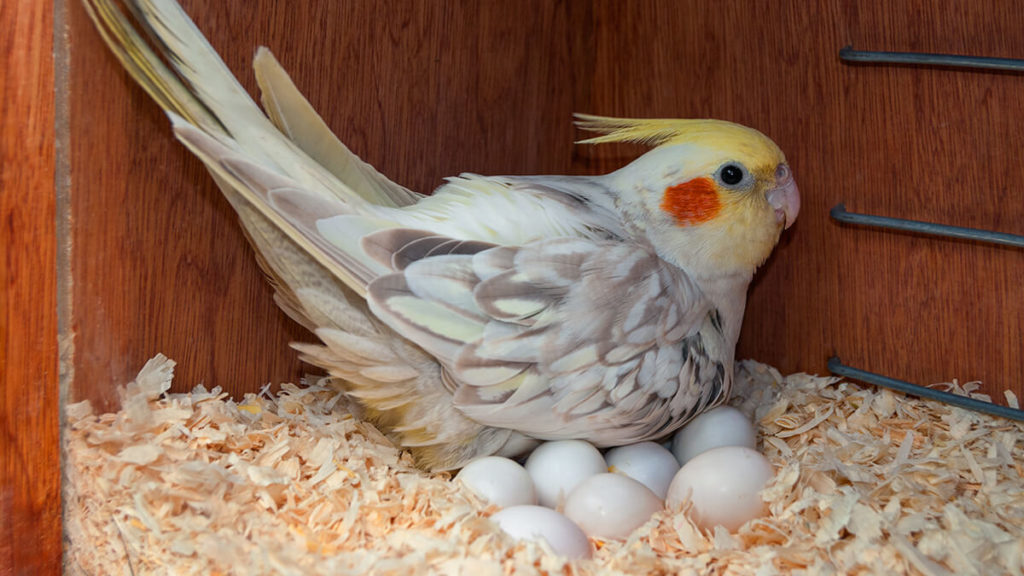 Parrot Lays an Egg