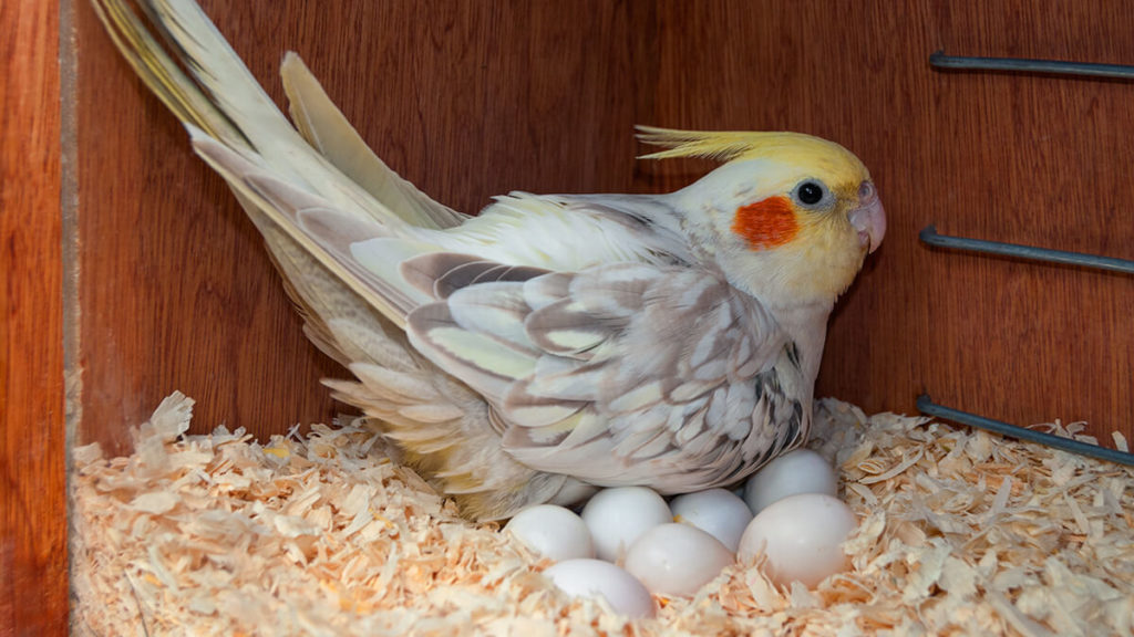 What To Do When Parrot Lays An Egg Complete Guide On It