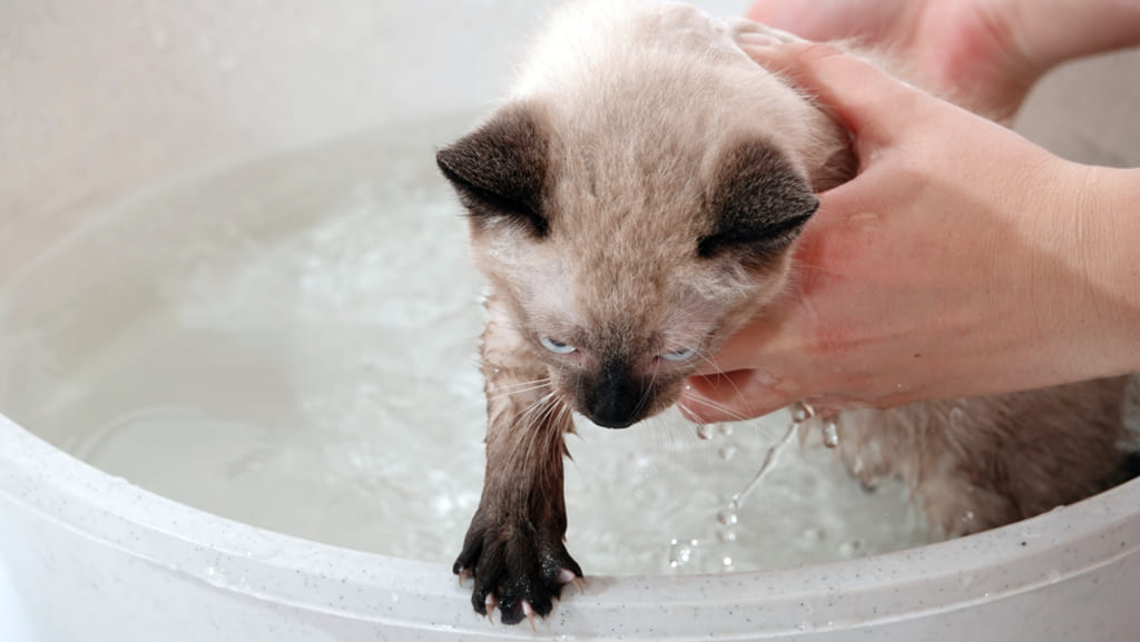 Siamese Cat Bathing