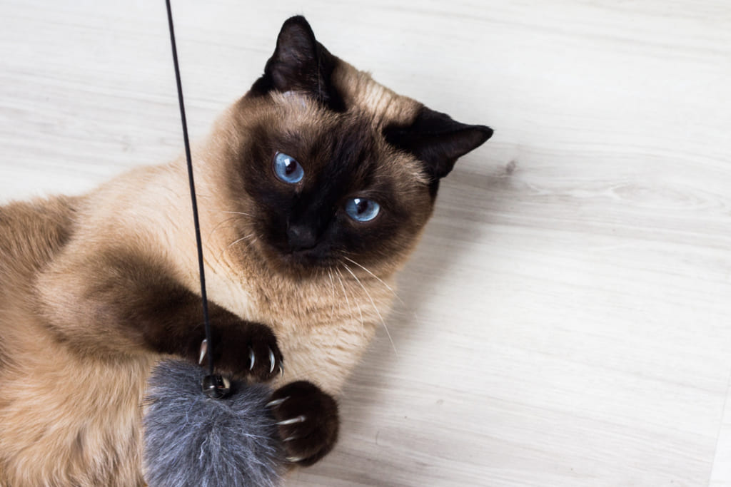 Siamese Cat Playing