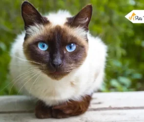 Siamese Cats