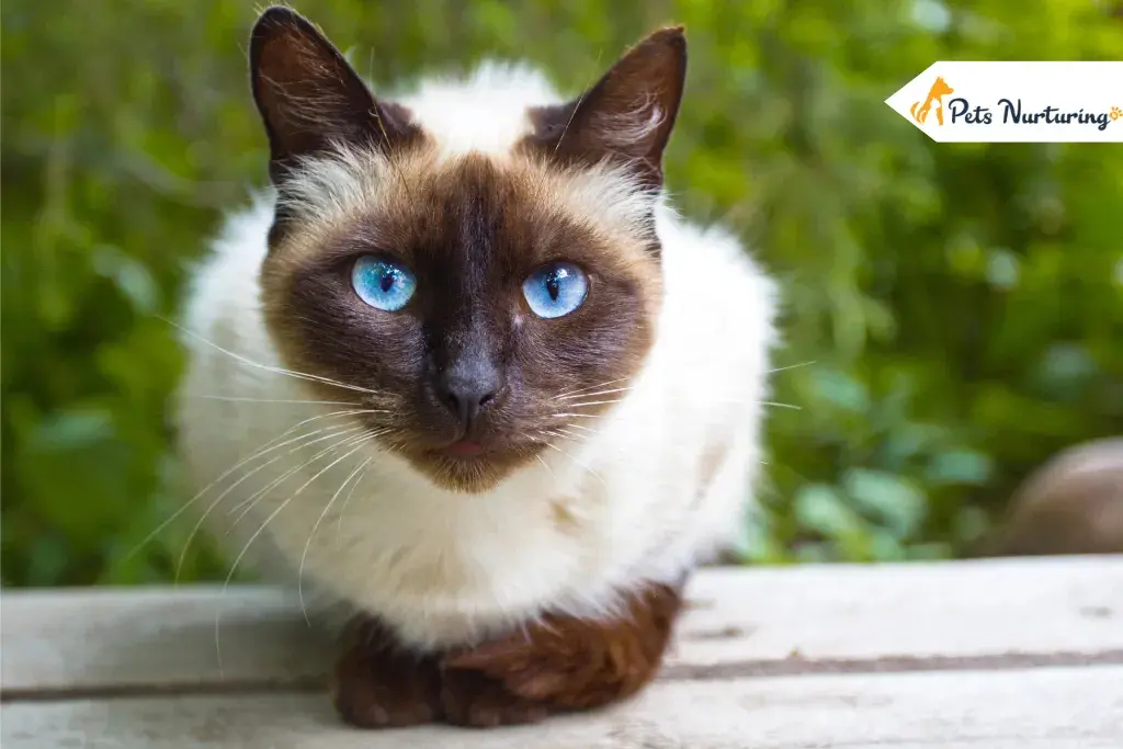 Siamese Cats