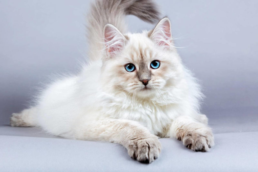 facts-to-know-about-siberian-cat-pets-nurturing